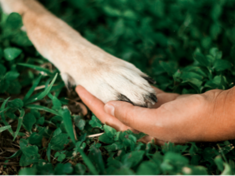 Condroitina e Glicosamina para Pets